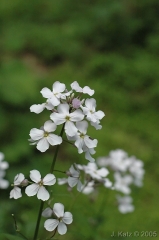 Little Flowers 